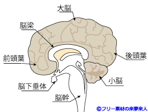 脳幹　小脳